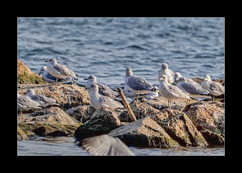 Ring-billed gulls by the reef- 01